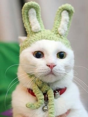 我是兔子