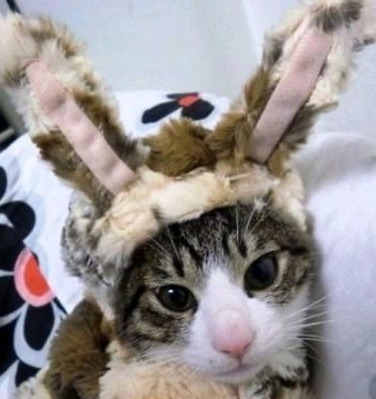 我是兔子